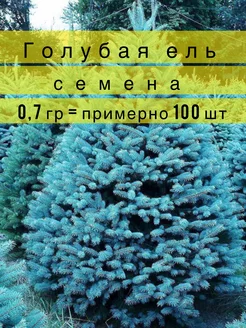 Семена голубой ели Глаука около 100 шт стратифицированные