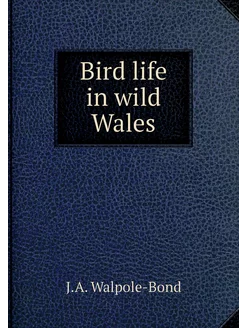 Bird life in wild Wales