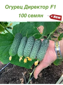 Семена Огурец Директор F1 - 100 шт