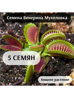 Венерина Мухоловка Семена 5шт