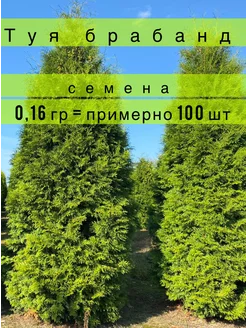 Туя западная брабанд семена около 100 шт стратифицированные