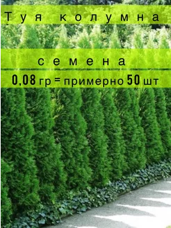 Туя западная колумна семена около 50 шт стратифицированные