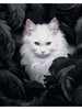 Картина по номерам Белый кот 40x50 бренд КАРТИНКИН продавец 