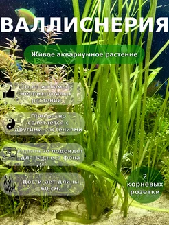 Живое аквариумное растение Валлиснерия (Vallisneria) - 2 шт