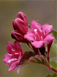 Семена Вейгела цветущая (Weigela florida) 10 штук