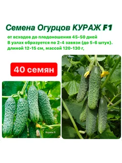 Семена огурцов Кураж F1 25 семян