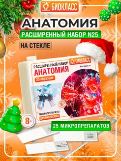 Микропрепараты для микроскопа, Анатомия 25