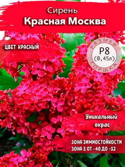 Сирень Красная Москва Р8 (0,5л)