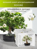 Набор для выращивания растений и деревьев бонсай для дома бренд Сад Радости продавец 