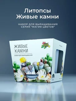 Литопсы Живые камни Набор для выращивания растений